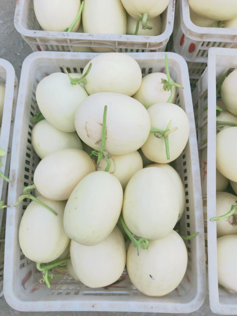 精品白沙蜜甜瓜，大量上市1.5斤以上皮薄脆甜可视频看货