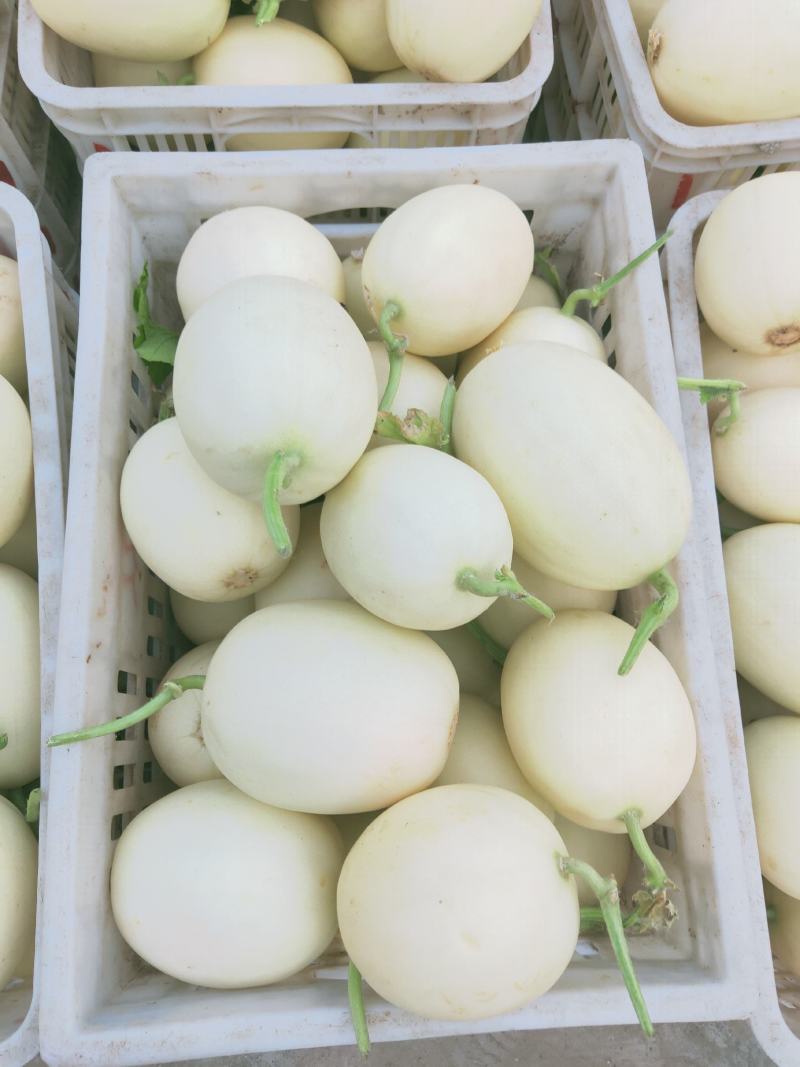 精品白沙蜜甜瓜，大量上市1.5斤以上皮薄脆甜可视频看货