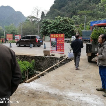 澳洲坚果苗，桂热1号