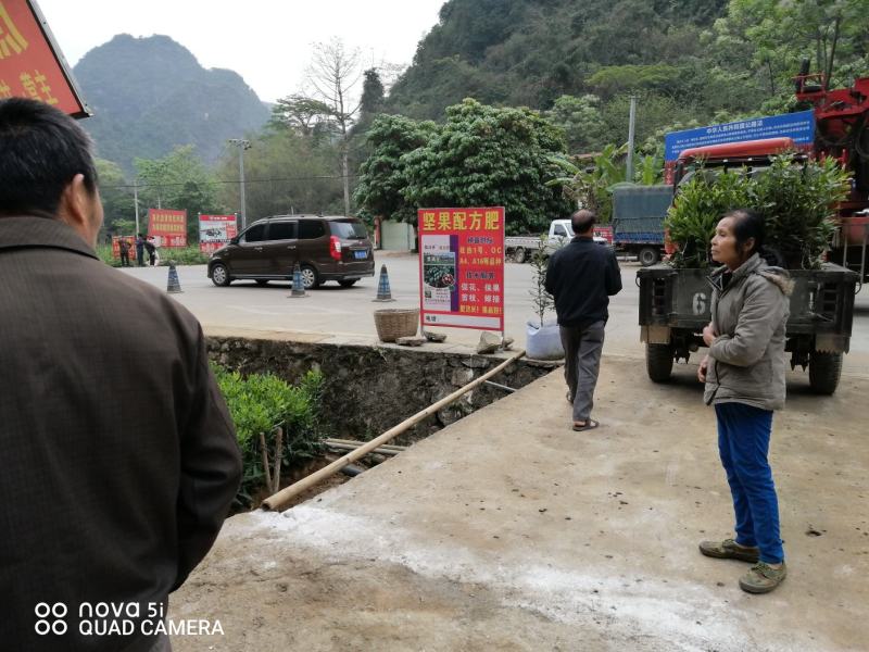 澳洲坚果苗，桂热1号