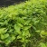 红花紫花白花百部苗广西百部种苗良种