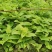红花紫花白花百部苗广西百部种苗良种