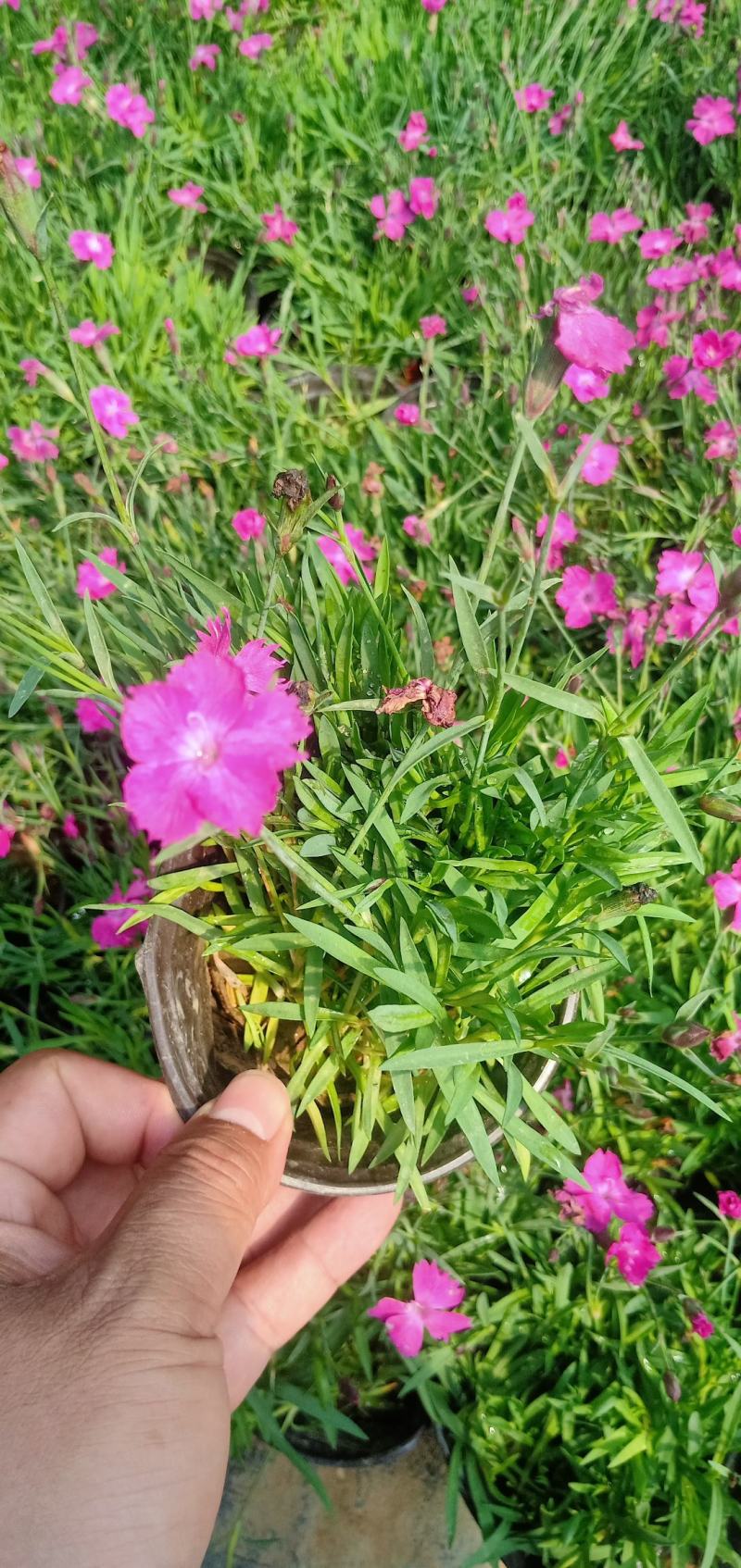 【牛商推荐】欧石竹地被苗双色杯苗粉红色小花朵绿化园林工程