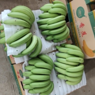 进囗缅甸香蕉精品::