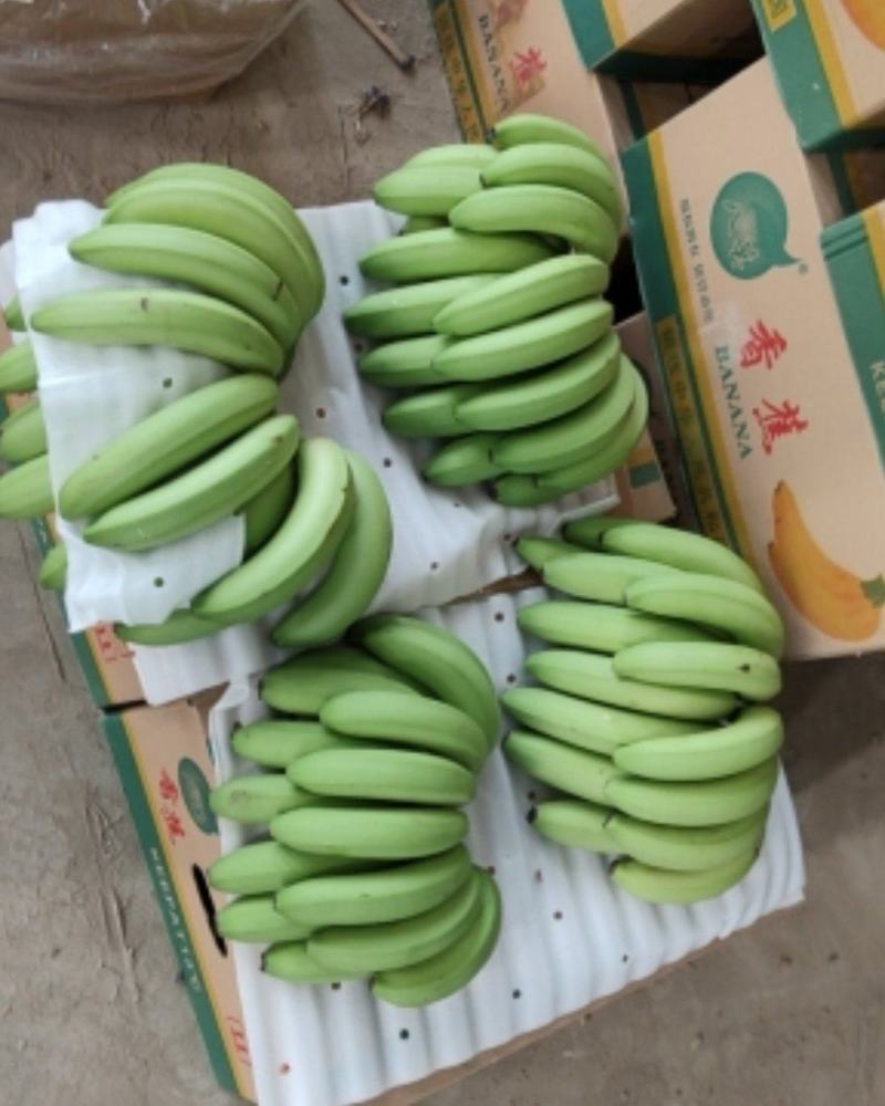 进囗缅甸香蕉精品::