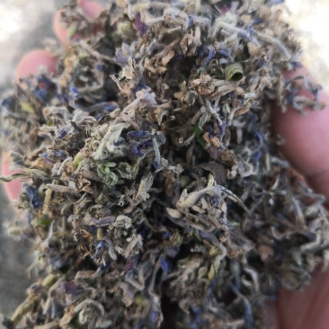 【推荐】大别山野生芫花，头痛花，全干新货上市，欢迎选购