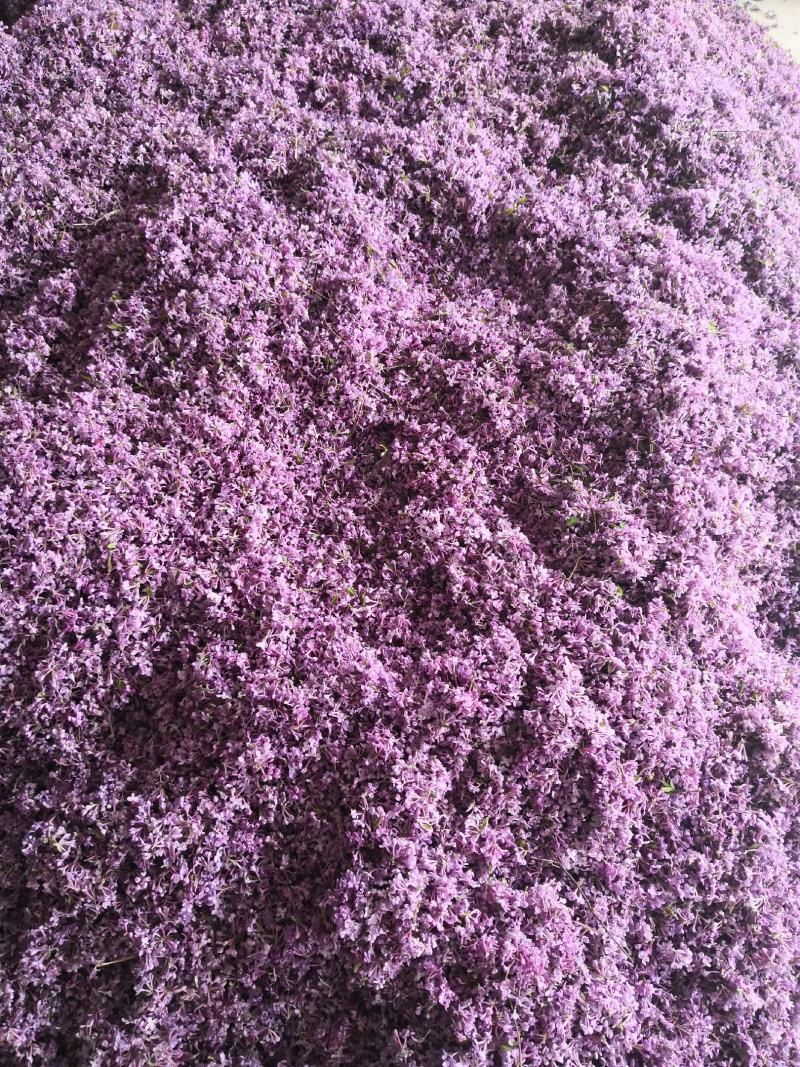 【推荐】大别山野生芫花，头痛花，全干新货上市，欢迎选购