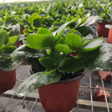 长寿花四季绿植观花植物