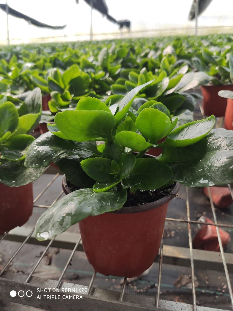 长寿花四季绿植观花植物