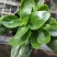 长寿花四季绿植观花植物