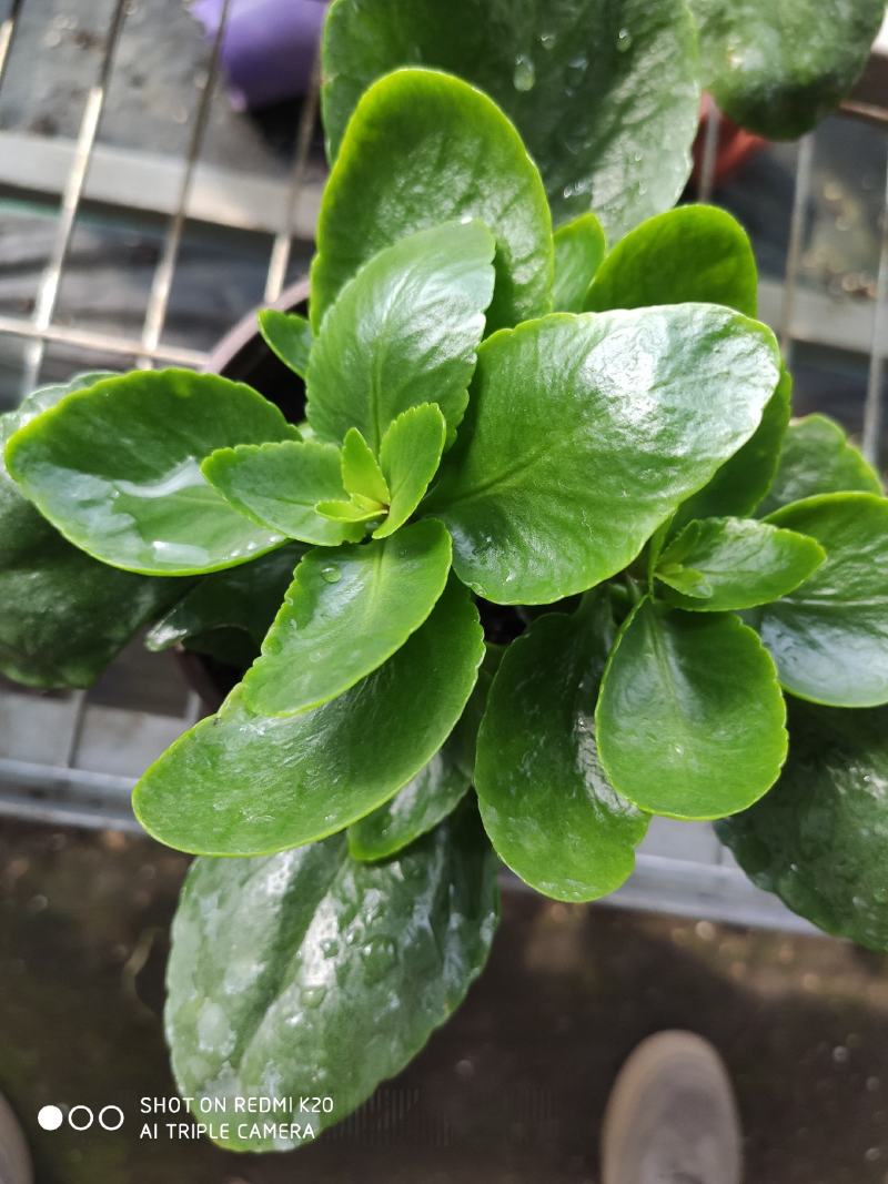 长寿花四季绿植观花植物