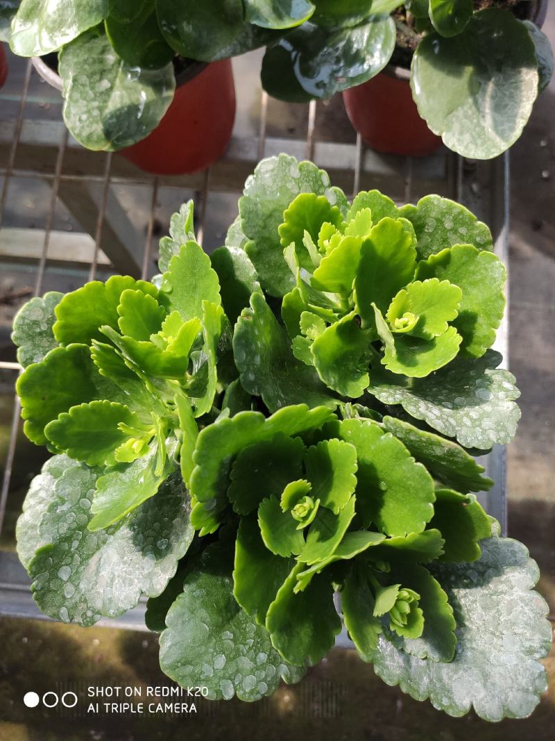 长寿花四季绿植观花植物