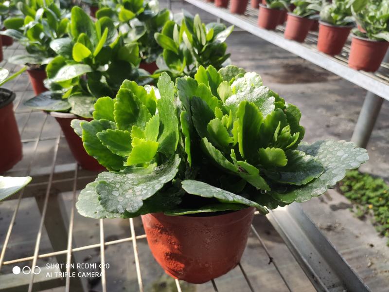 长寿花四季绿植观花植物