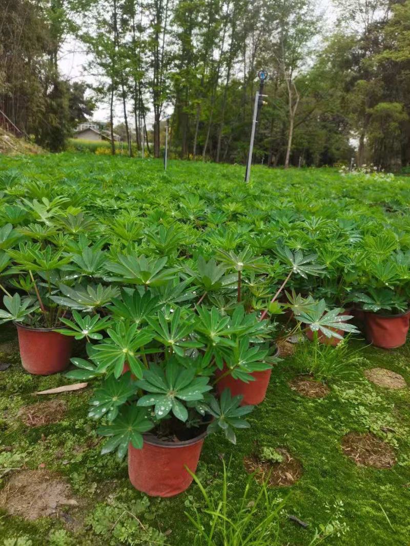 鲁冰花成品货一手货源