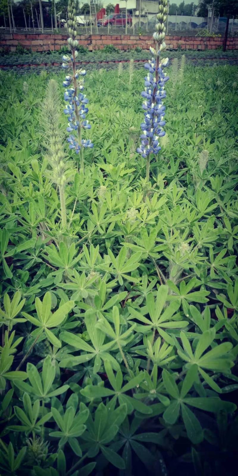 鲁冰花成品货一手货源