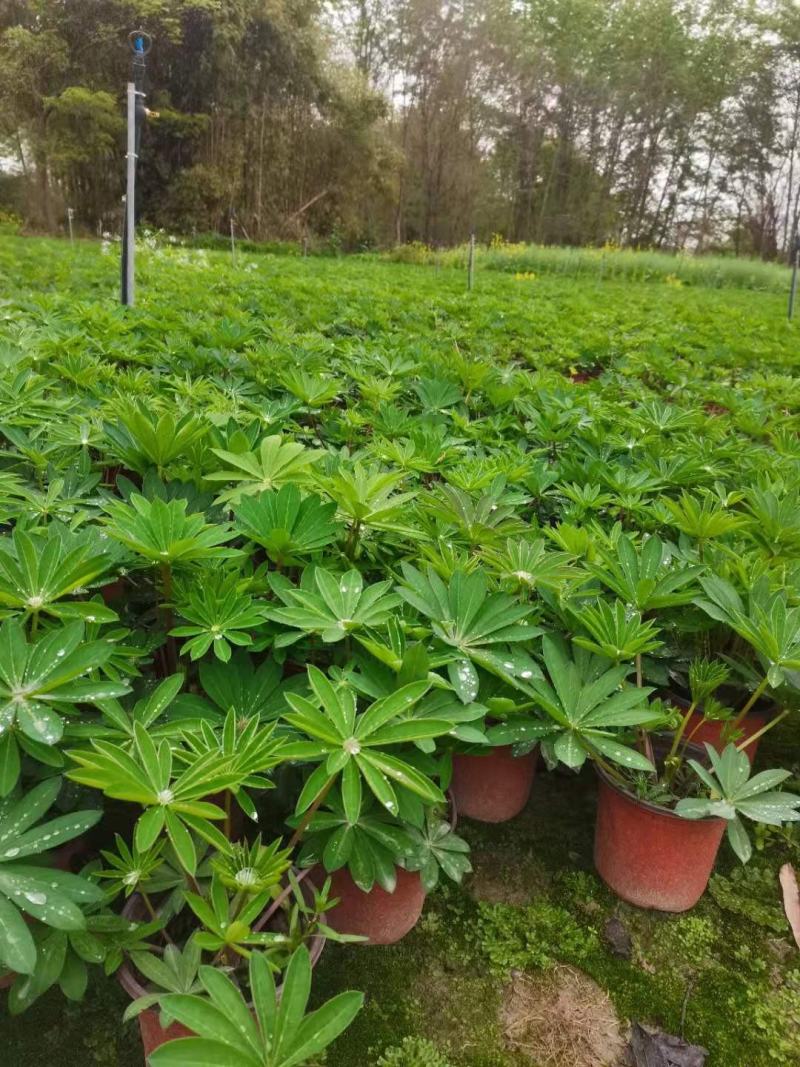 鲁冰花成品货一手货源