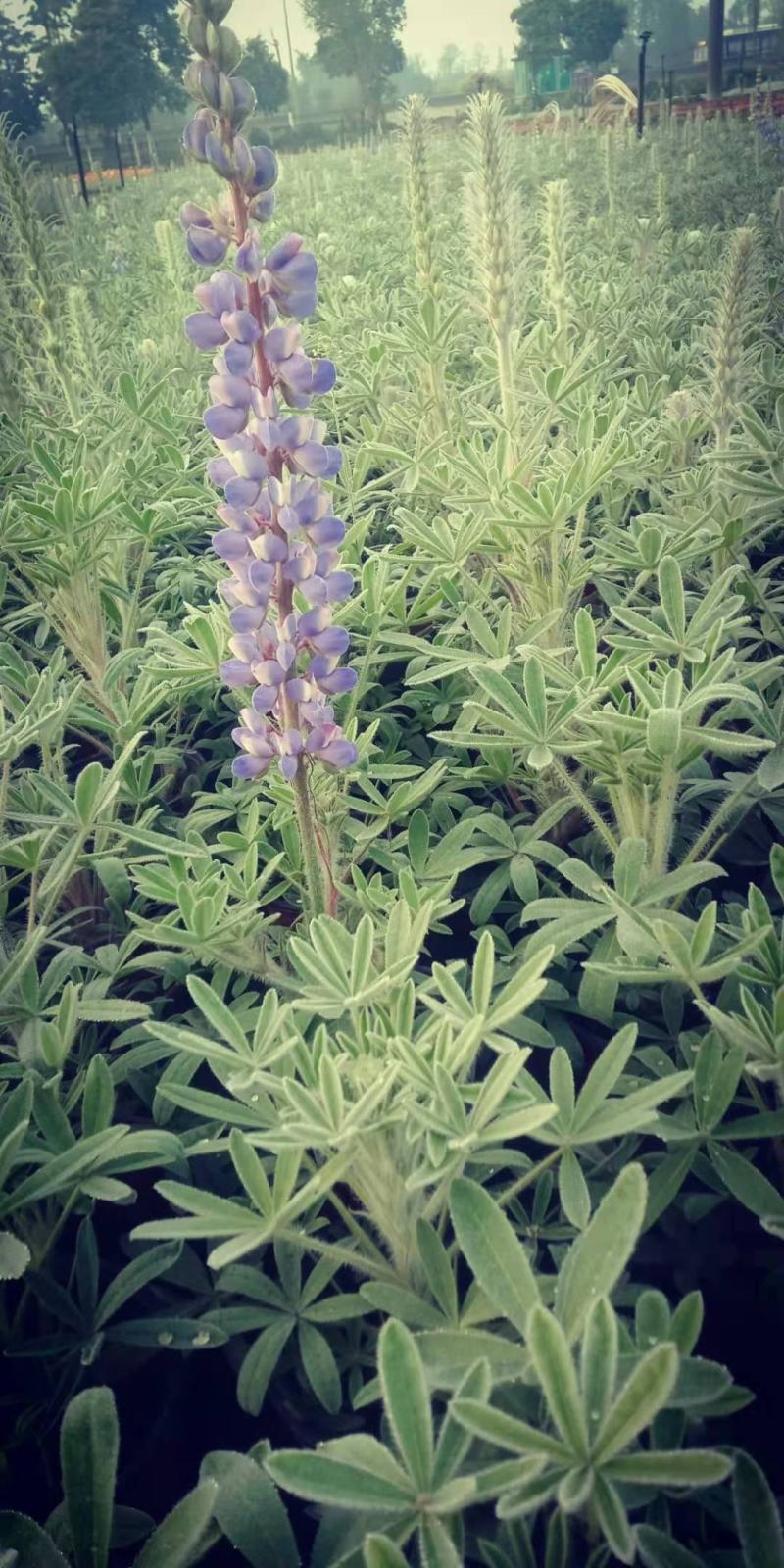 鲁冰花成品货一手货源