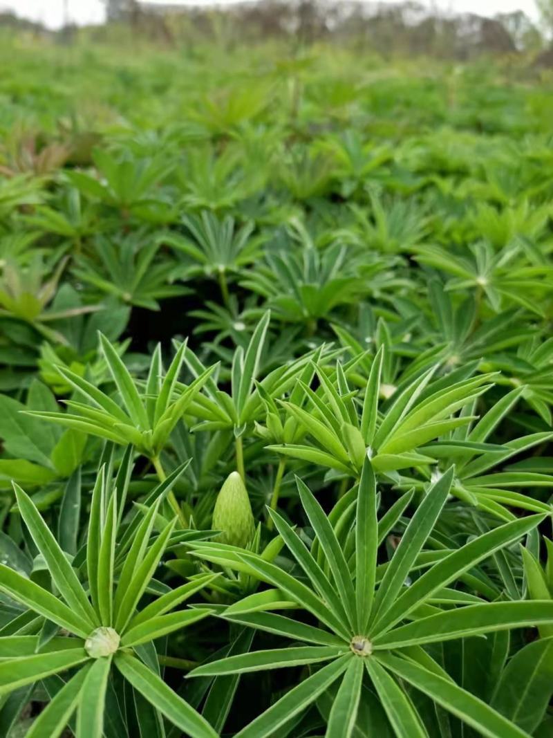 鲁冰花成品货一手货源