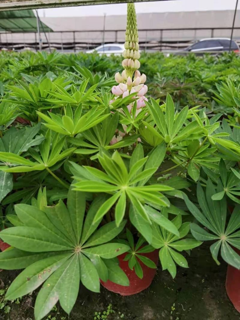 鲁冰花成品货一手货源