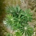 鲁冰花成品货一手货源