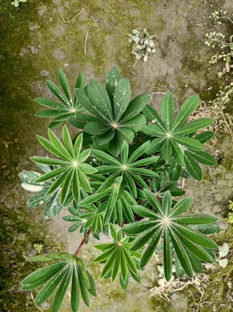 鲁冰花成品货一手货源