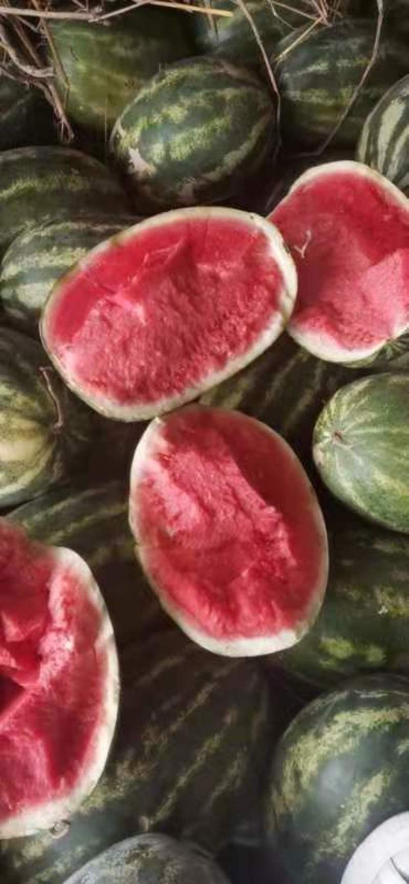 西瓜批发保证价格便宜