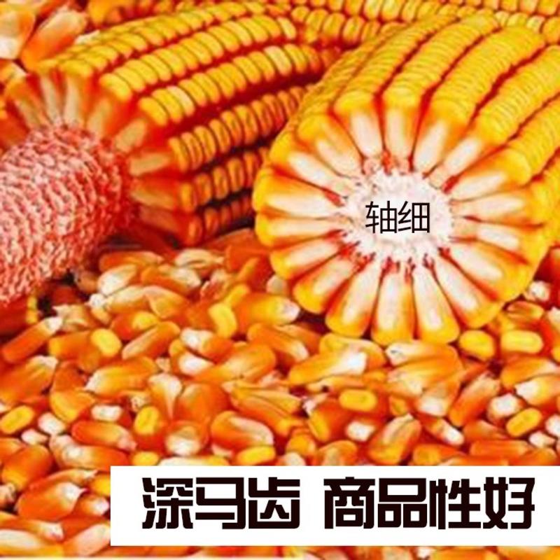 国审胶质硬质高产玉米种，穗位85公分大马牙粒。东单913