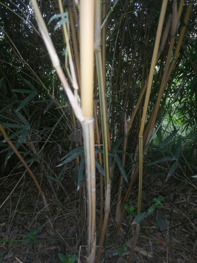 各种规格，金竹，毛竹，小琴丝竹