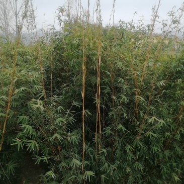各种规格，金竹，毛竹，小琴丝竹