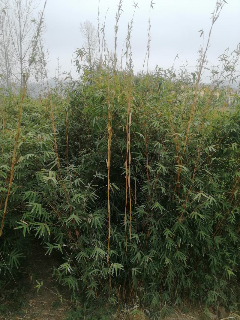 各种规格，金竹，毛竹，小琴丝竹