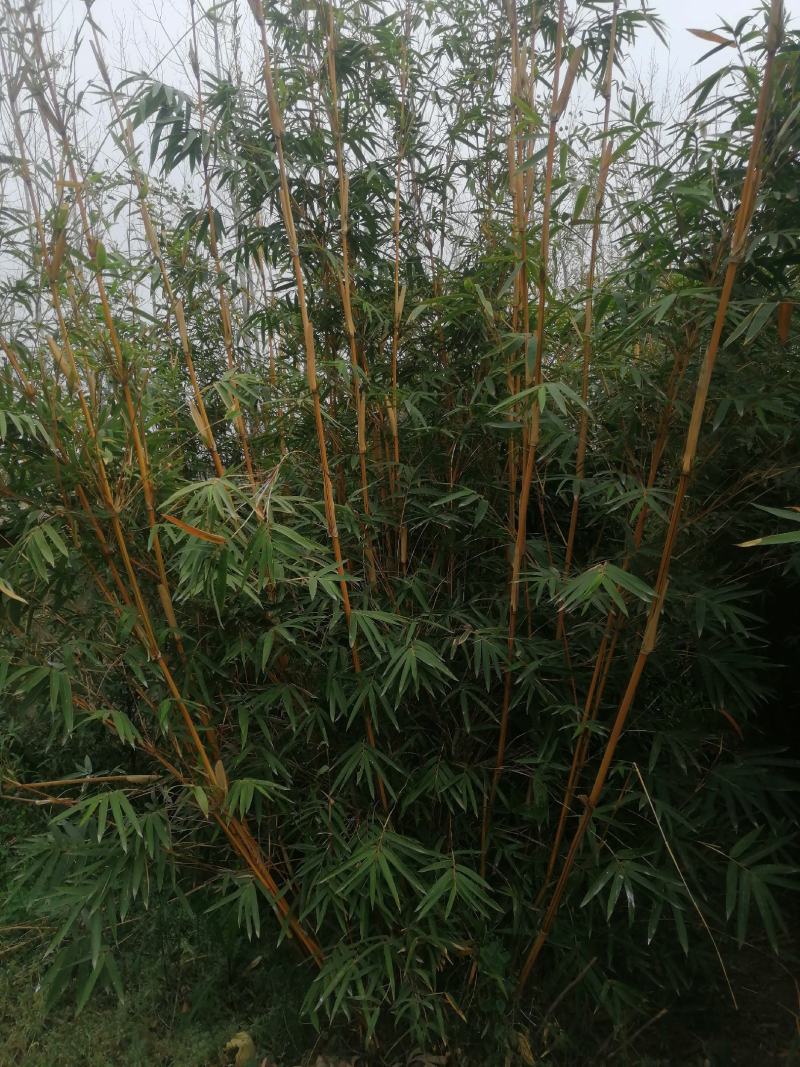 各种规格，金竹，毛竹，小琴丝竹