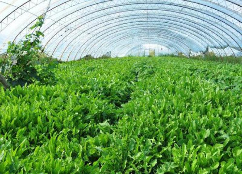 热镀锌大棚管温室大棚骨架养殖大棚管种植大棚管