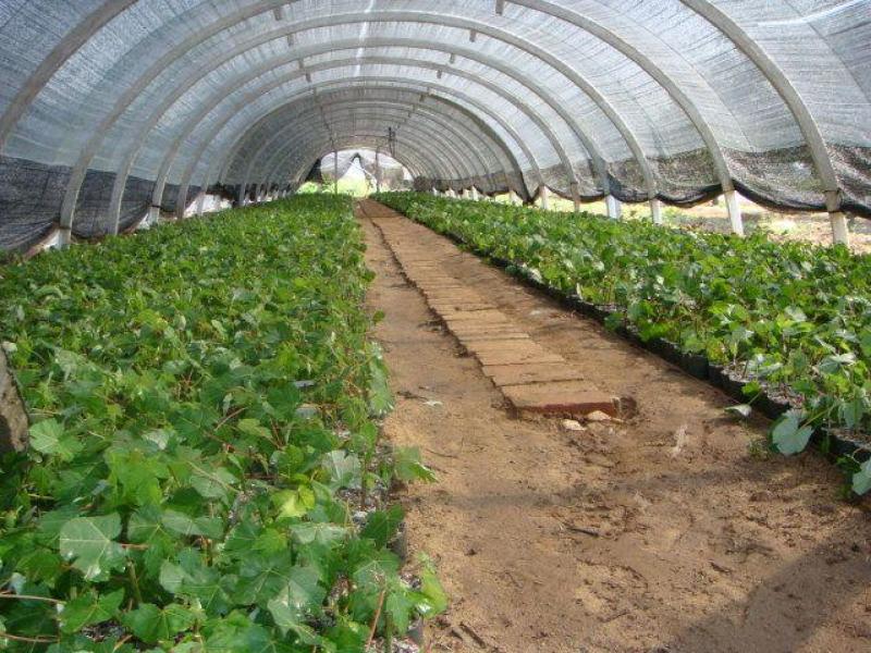 热镀锌大棚管温室大棚骨架养殖大棚管种植大棚管
