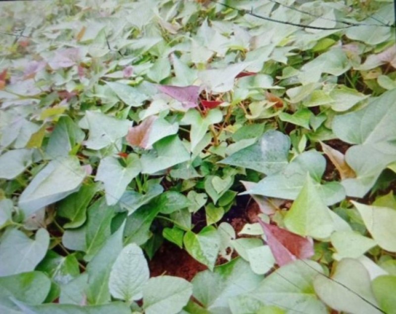 西瓜红红薯苗、玛莎莉红薯苗、商薯19红薯苗、紫罗兰红薯苗