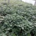 西瓜红红薯苗、玛莎莉红薯苗、商薯19红薯苗、紫罗兰红薯苗