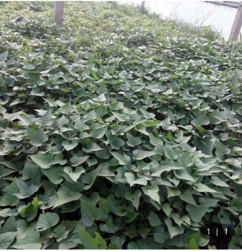 西瓜红红薯苗、玛莎莉红薯苗、商薯19红薯苗、紫罗兰红薯苗