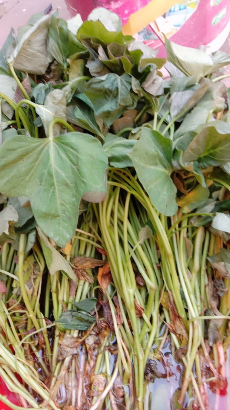 西瓜红红薯苗、玛莎莉红薯苗、商薯19红薯苗、紫罗兰红薯苗