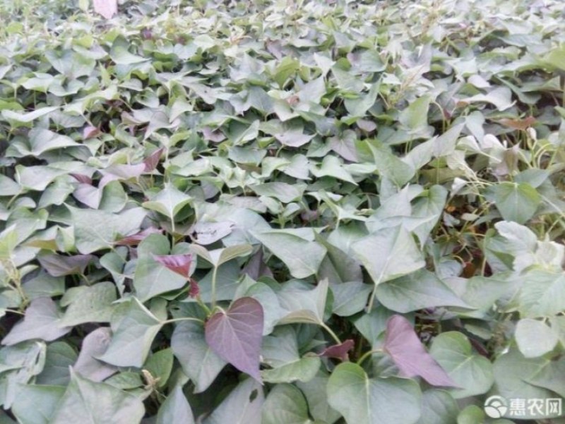 西瓜红红薯苗、玛莎莉红薯苗、商薯19红薯苗、紫罗兰红薯苗