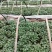 西瓜红红薯苗、玛莎莉红薯苗、商薯19红薯苗、紫罗兰红薯苗