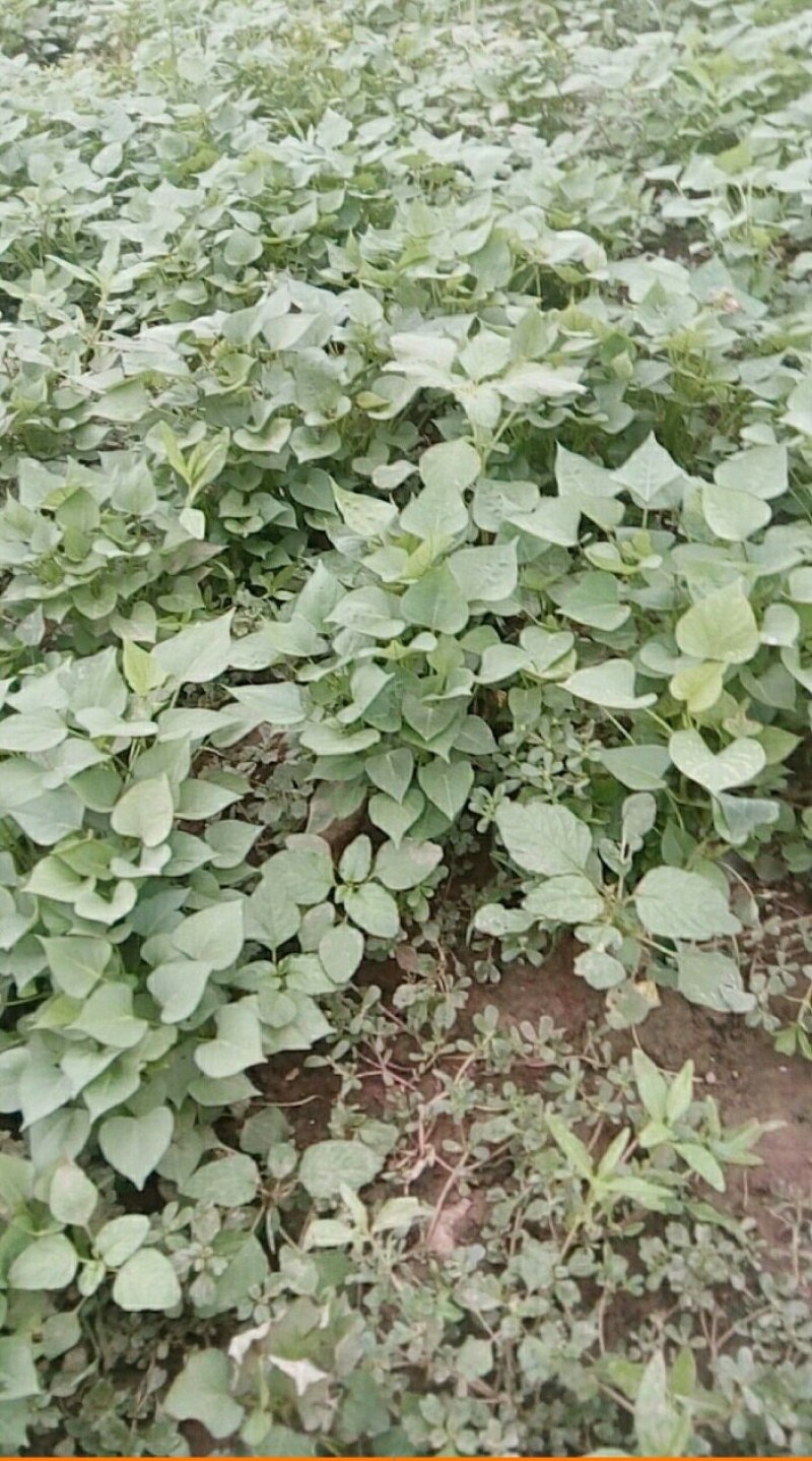 西瓜红红薯苗、玛莎莉红薯苗、商薯19红薯苗、紫罗兰红薯苗