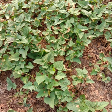 西瓜红红薯苗、玛莎莉红薯苗、商薯19红薯苗、紫罗兰红薯苗