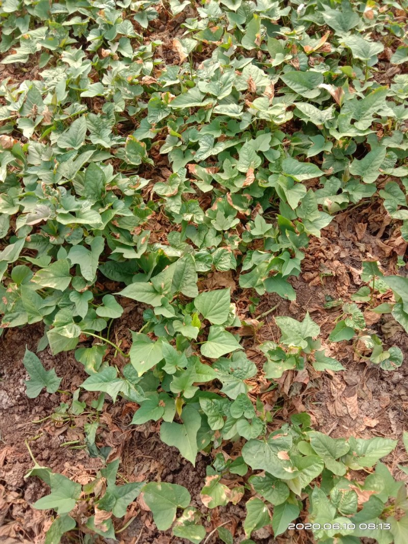 西瓜红红薯苗、玛莎莉红薯苗、商薯19红薯苗、紫罗兰红薯苗