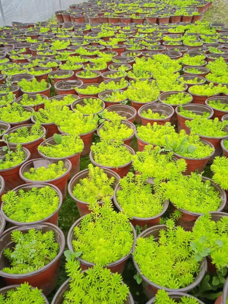 佛甲草大量出货价格美丽