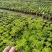 佛甲草大量出货价格美丽