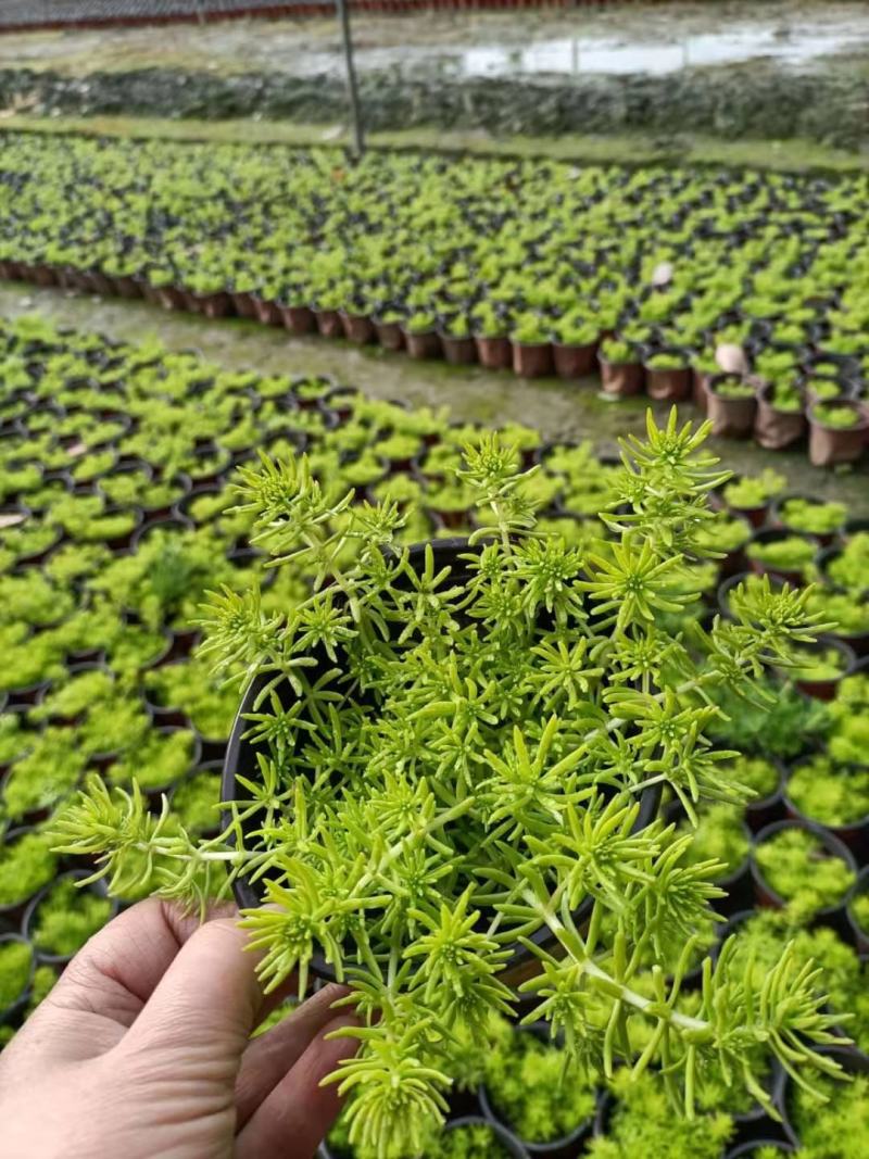 佛甲草大量出货价格美丽