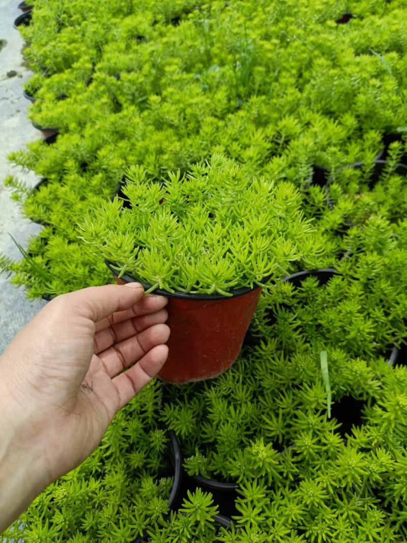 佛甲草大量出货价格美丽