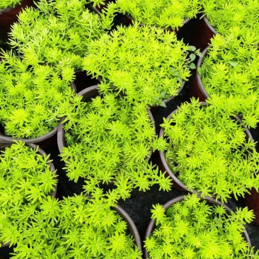 佛甲草大量出货价格美丽