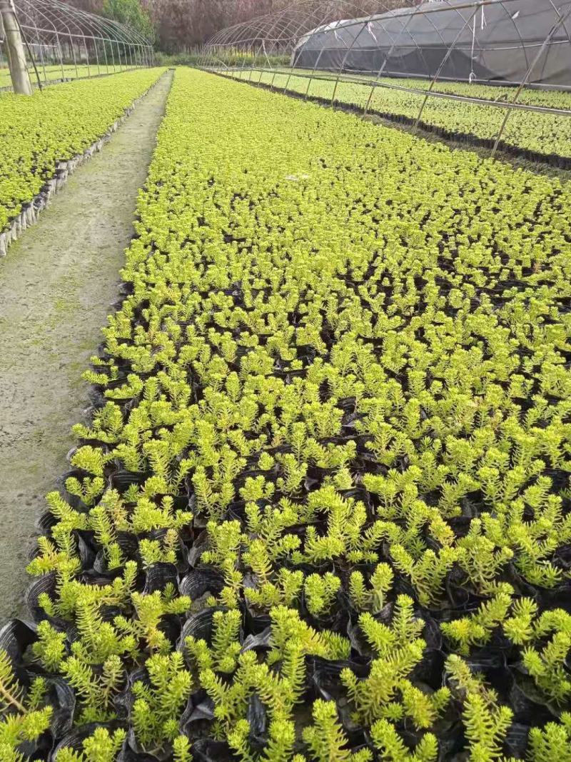 佛甲草大量出货价格美丽