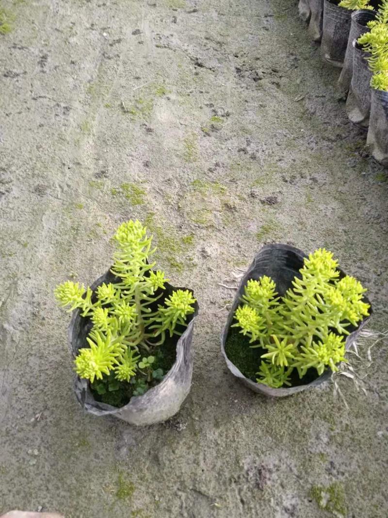 佛甲草大量出货价格美丽
