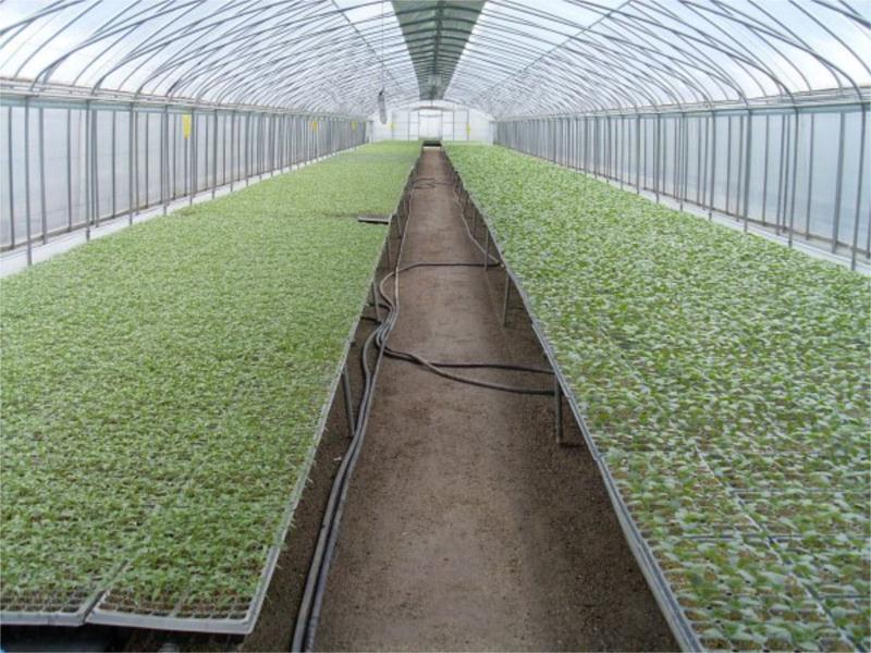 西瓜大棚蔬菜大棚西红柿大棚骨架养殖大棚管厂家